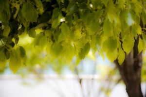 出勤途中の道すがら